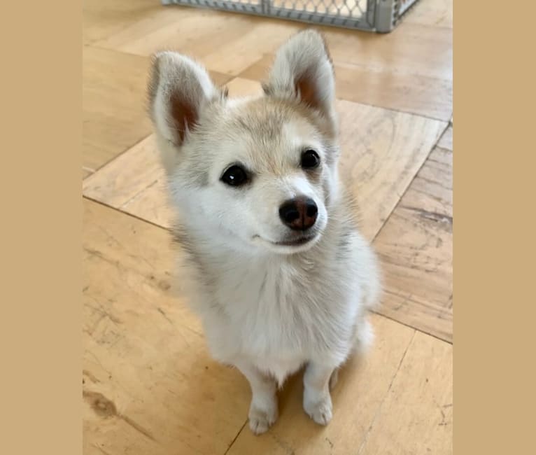 Alaskan klee top kai pomeranian mix