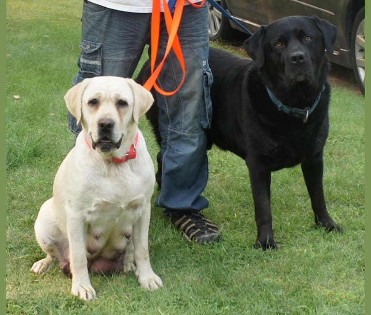Caviar, a Labrador Retriever tested with EmbarkVet.com
