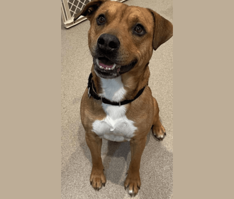 Photo of Howie, an American Pit Bull Terrier, Australian Cattle Dog, Boxer, and Mixed mix in Tennessee, USA