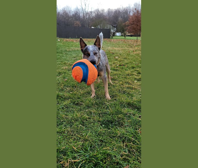 Stryker, an Australian Cattle Dog tested with EmbarkVet.com