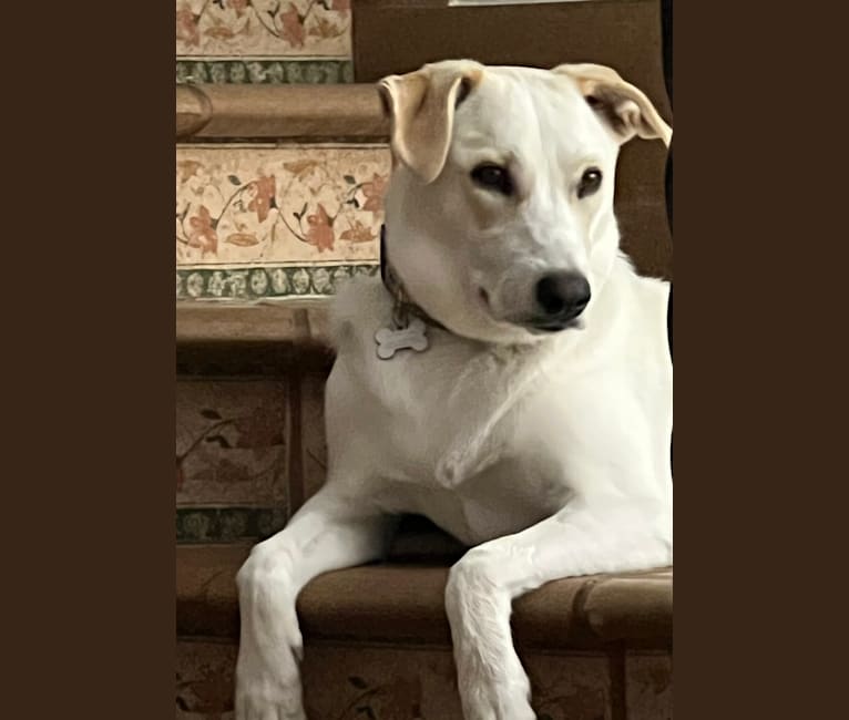 mel, a Western European Village Dog tested with EmbarkVet.com