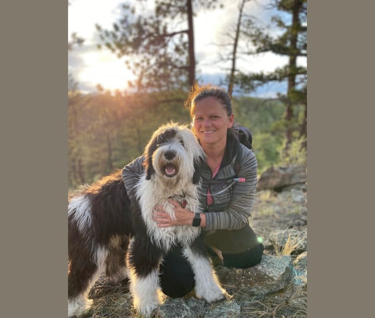 Owen, a Sheepadoodle tested with EmbarkVet.com