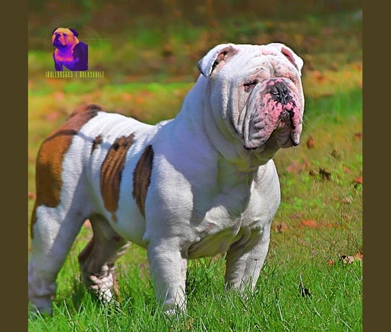 Rolls, a Bulldog and Olde English Bulldogge mix tested with EmbarkVet.com