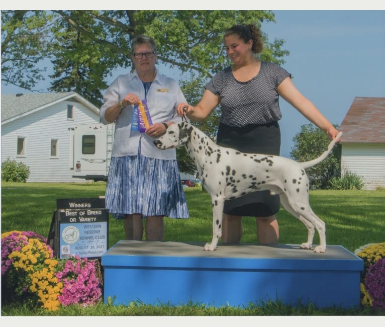 Tripp, a Dalmatian tested with EmbarkVet.com