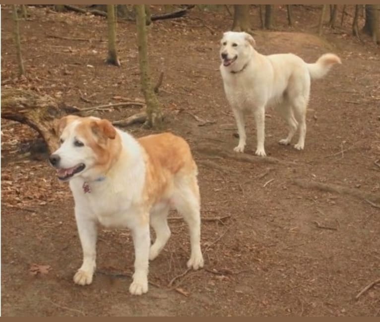 Little Bear, a Golden Retriever and Siberian Husky mix tested with EmbarkVet.com