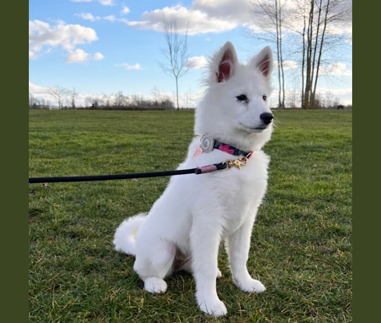 Samoyed x chow chow sale