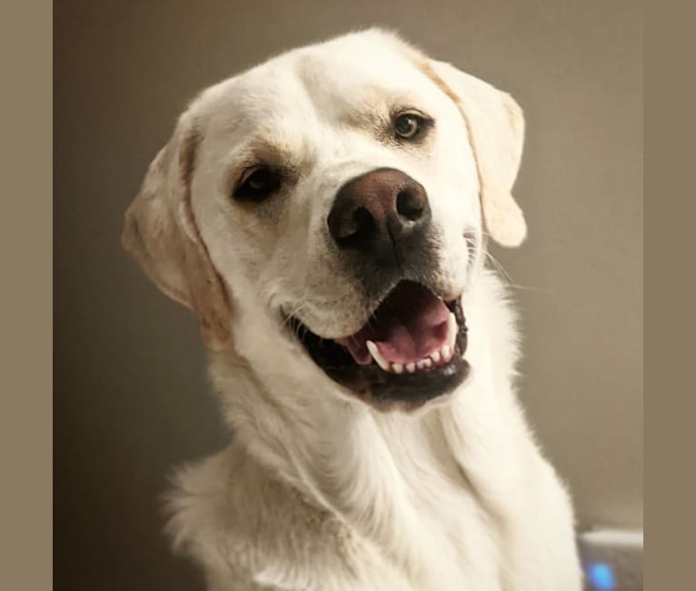 Photo of Jack Frost, a Great Pyrenees and Labrador Retriever mix in Batavia, Illinois, USA