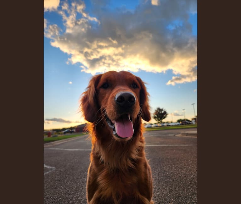Hohum's Shadow From The Moon, a Golden Retriever tested with EmbarkVet.com