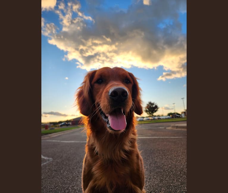 Eclipse, a Golden Retriever tested with EmbarkVet.com