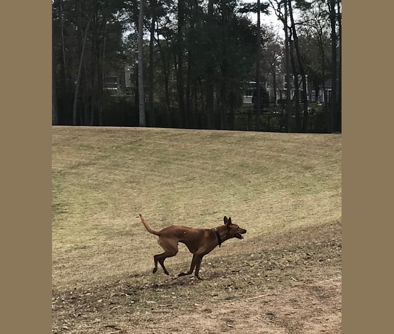 Chili Dog, a Southeast Asian Village Dog tested with EmbarkVet.com