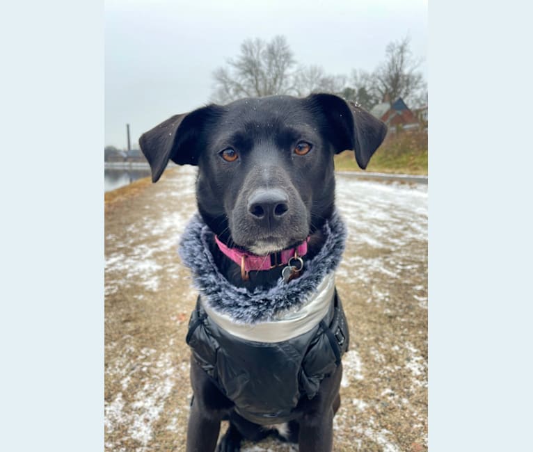 Nova, a Labrador Retriever and Chow Chow mix tested with EmbarkVet.com