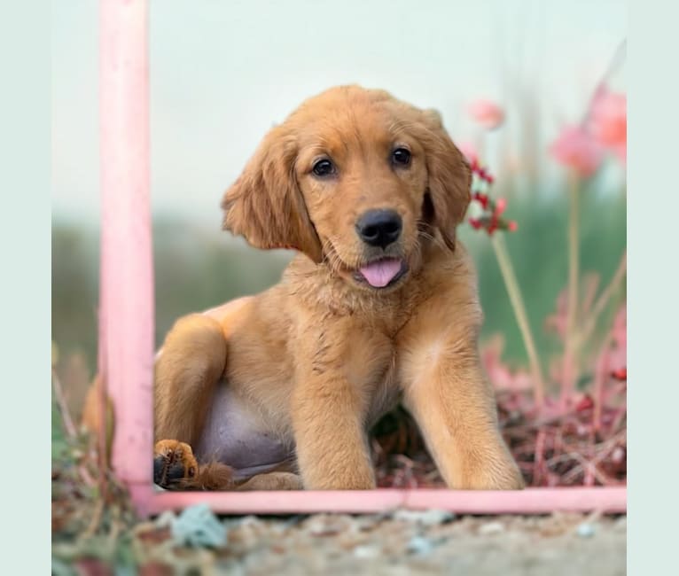 Opal, a Golden Retriever tested with EmbarkVet.com