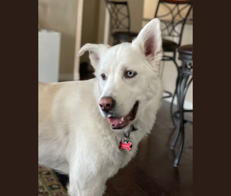 Skwisgaar, a Siberian Husky and Great Pyrenees mix tested with EmbarkVet.com