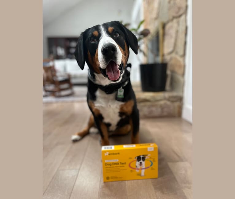 Heinz, an Entlebucher Mountain Dog tested with EmbarkVet.com