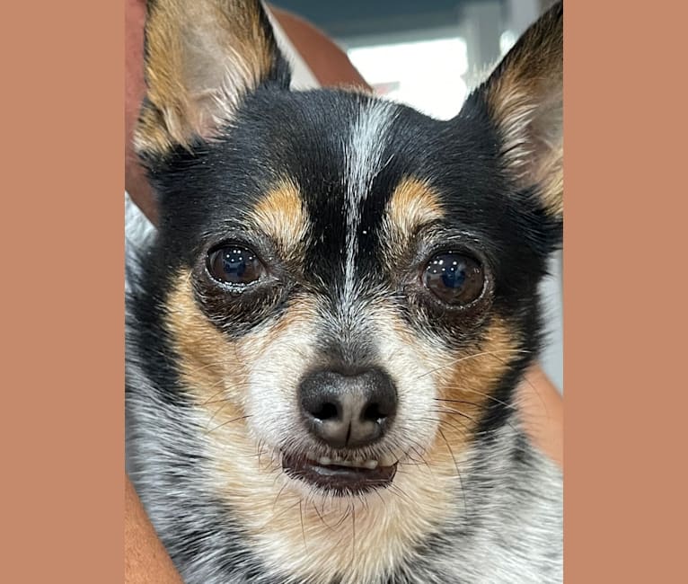 2bit, a Pomchi tested with EmbarkVet.com