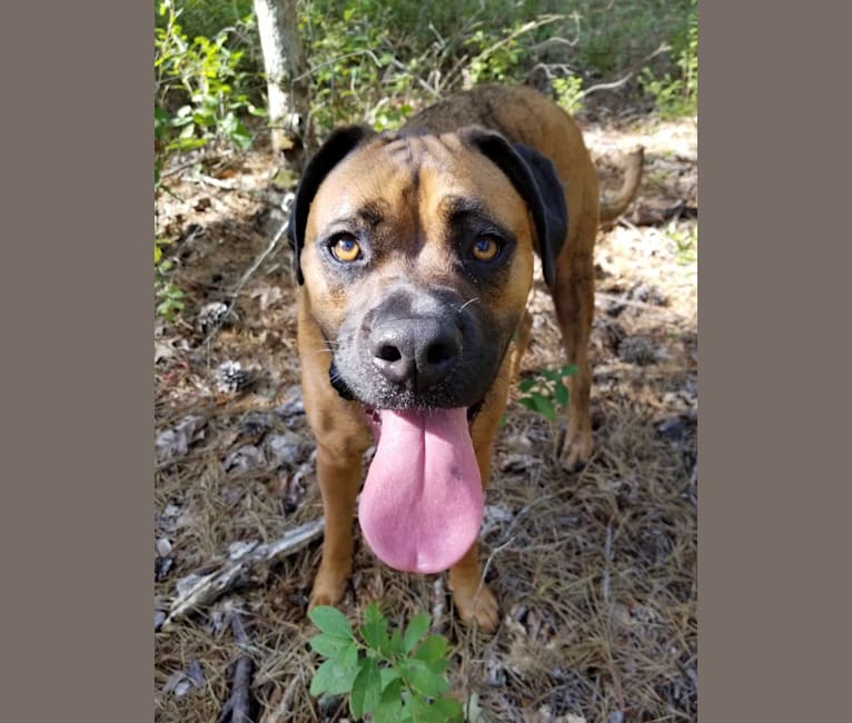 Photo of Zeus, a Boxer and American Pit Bull Terrier mix in South Carolina, USA