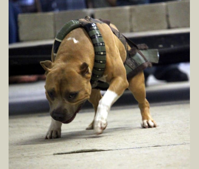 Rhodie, an American Bully and American Staffordshire Terrier mix tested with EmbarkVet.com