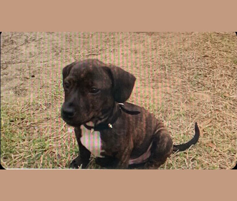 Photo of Bubba, a Dachshund and Boston Terrier mix in Atlanta, Georgia, USA