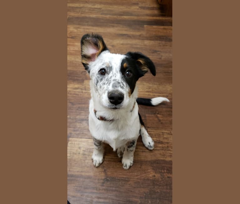 Riot, an Australian Cattle Dog and Border Collie mix tested with EmbarkVet.com