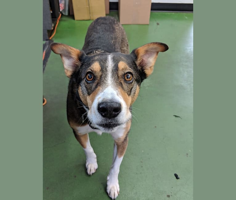 Titan, an American Pit Bull Terrier and Australian Cattle Dog mix tested with EmbarkVet.com