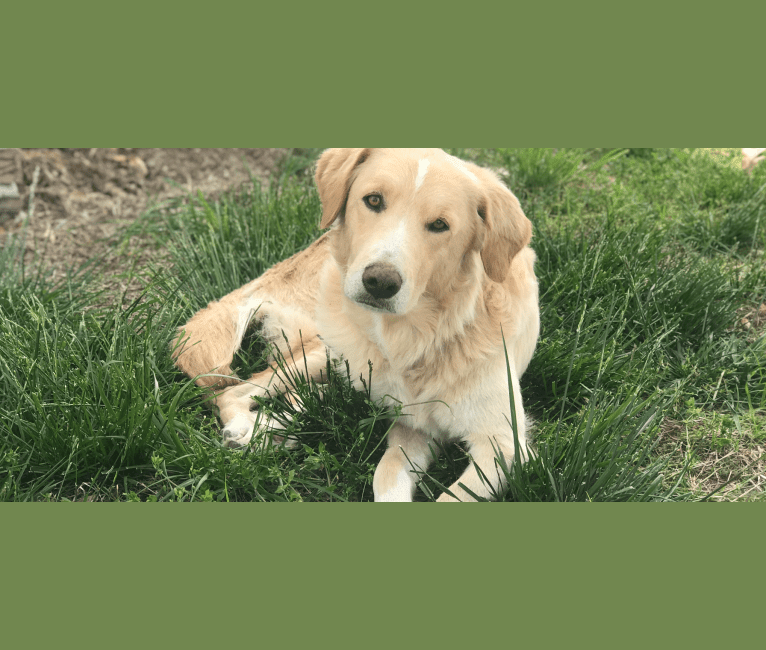 Thor, a Golden Retriever and Brittany mix tested with EmbarkVet.com