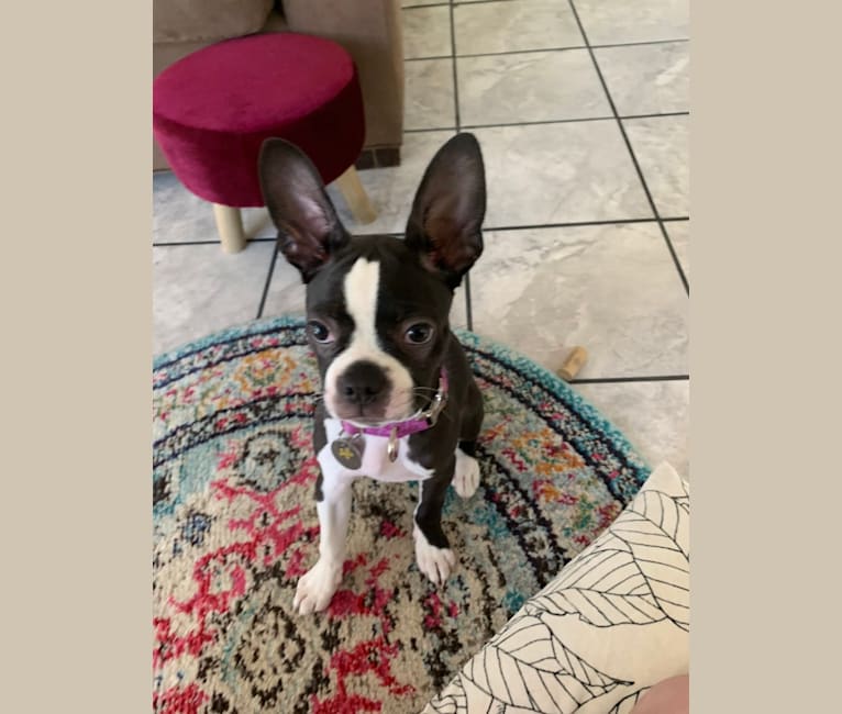 Photo of Dolly Jewel, a Boston Terrier  in Church Hill, Tennessee, USA