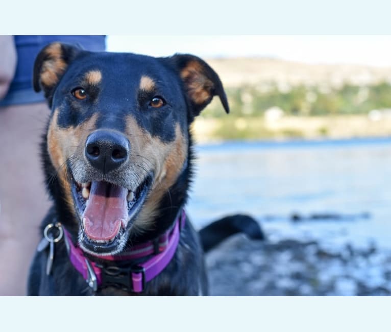 Samera, a Collie and Rottweiler mix tested with EmbarkVet.com