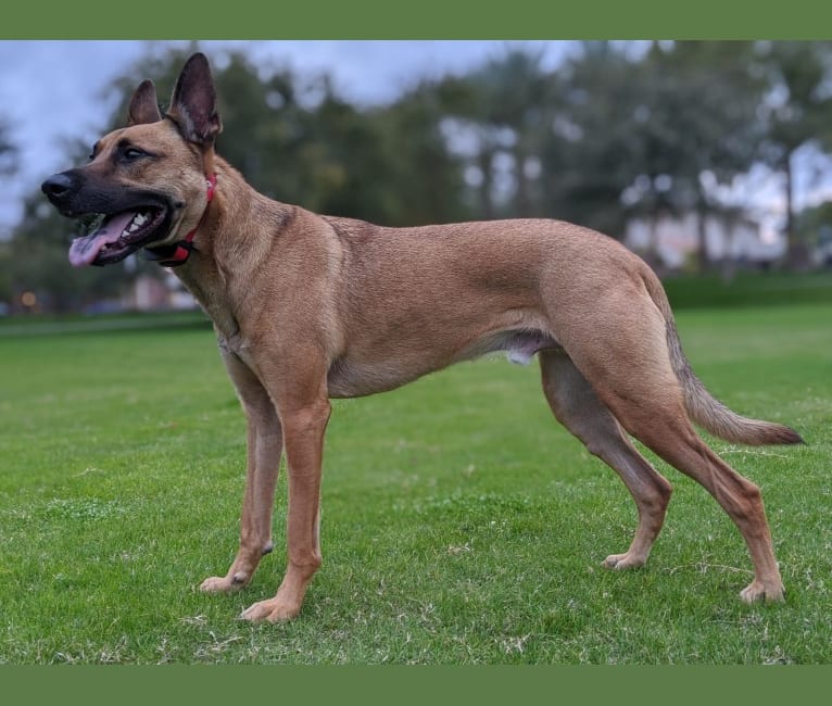 Enzo, a German Shepherd Dog and American Pit Bull Terrier mix tested with EmbarkVet.com