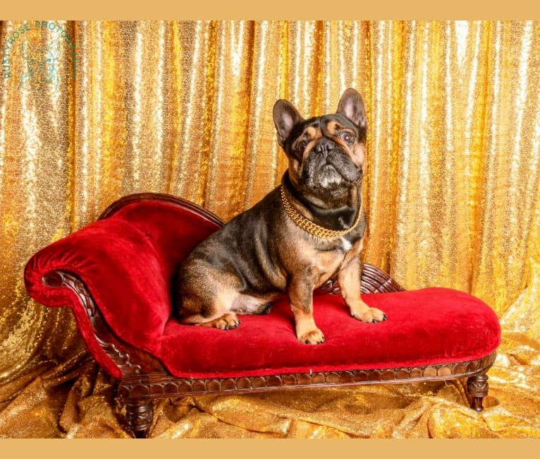 Gaule Rodzina Kenny, a French Bulldog tested with EmbarkVet.com