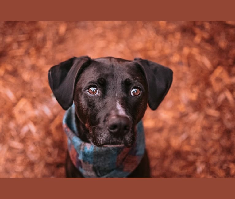 Desmo, a Boxer and Chow Chow mix tested with EmbarkVet.com