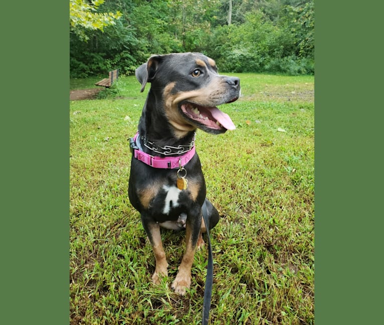 Embark Dog DNA Test Breed