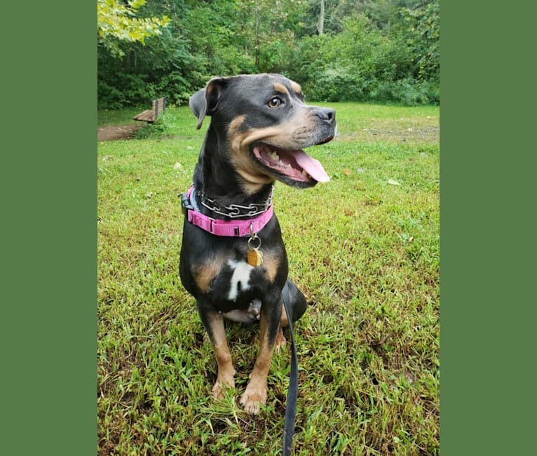 Kailee, an American Pit Bull Terrier and Rottweiler mix tested with EmbarkVet.com