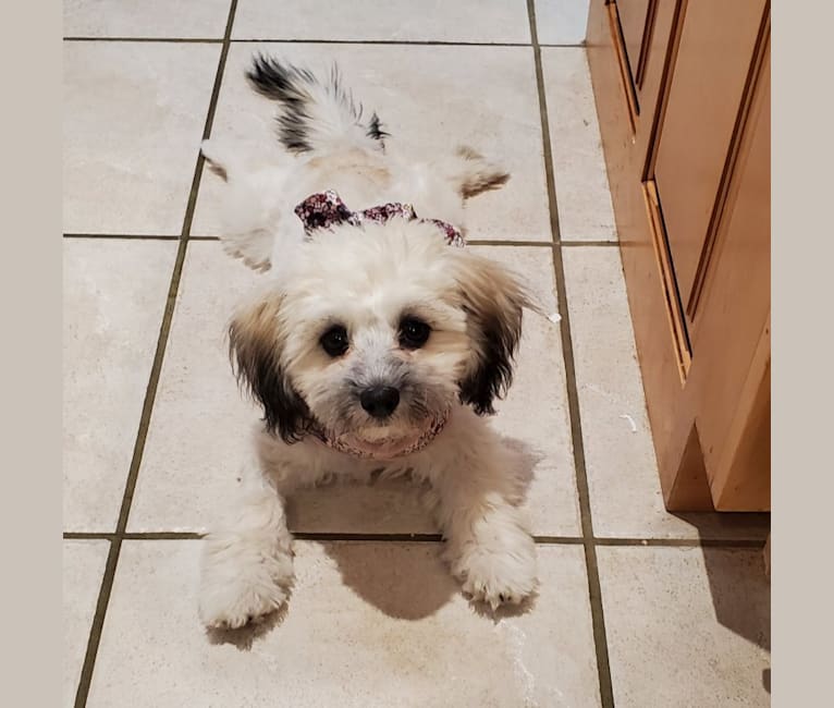 Kaylee, a Maltese and Shih Tzu mix tested with EmbarkVet.com