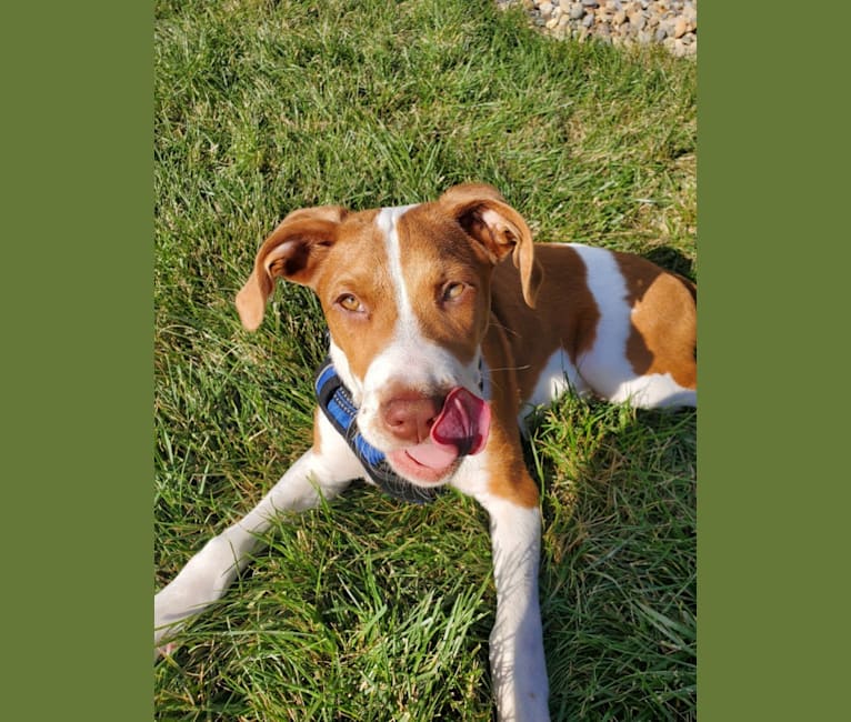 Duke, an American Pit Bull Terrier and Australian Cattle Dog mix tested with EmbarkVet.com