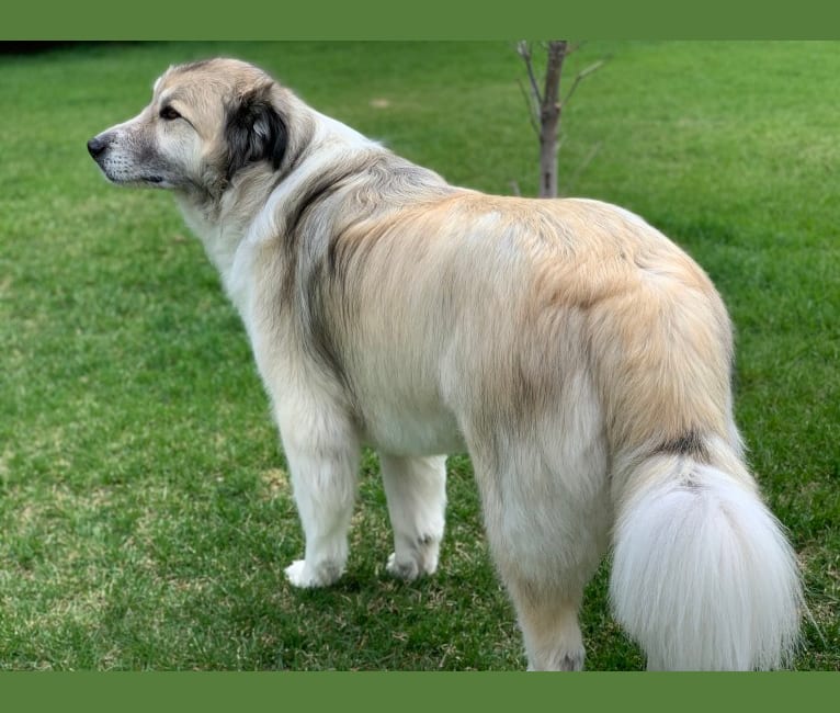 Hank, a Great Pyrenees and Alaskan Malamute mix tested with EmbarkVet.com