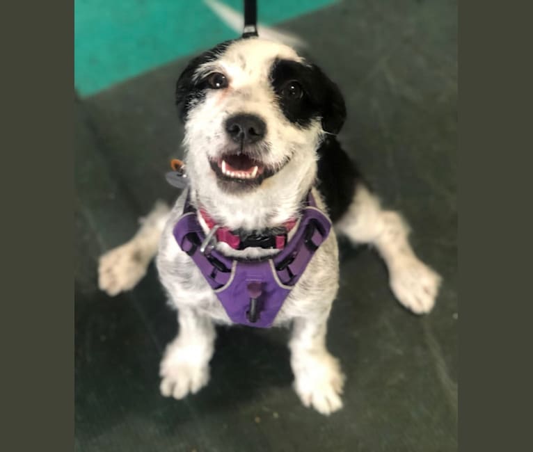 Pit shih online tzu mix