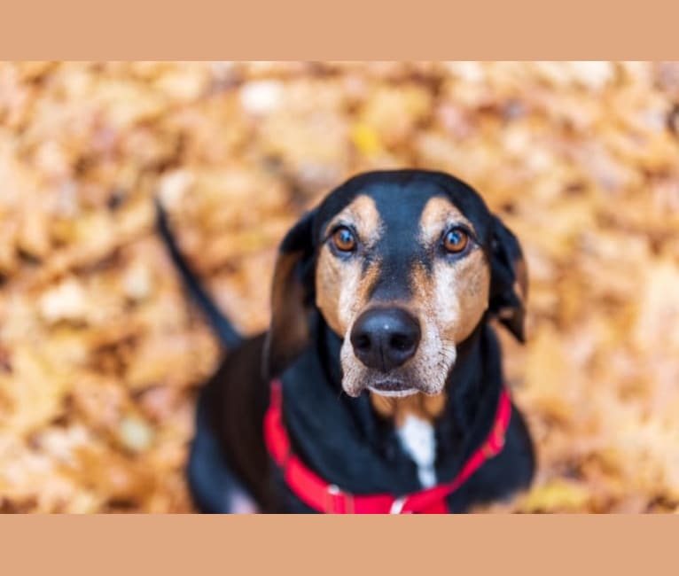 Dobie, a Doberman Pinscher and Treeing Walker Coonhound mix tested with EmbarkVet.com