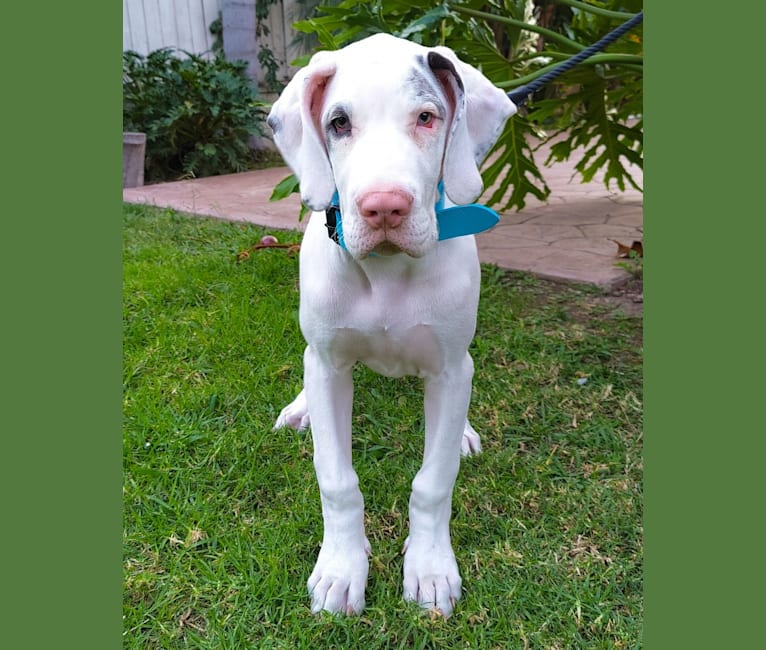 Urso, a Great Dane tested with EmbarkVet.com