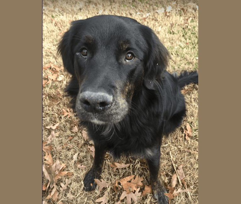 Golden retriever english shepherd mix sales