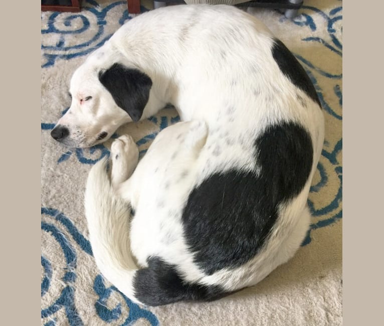 Pyrenees bulldog mix outlet