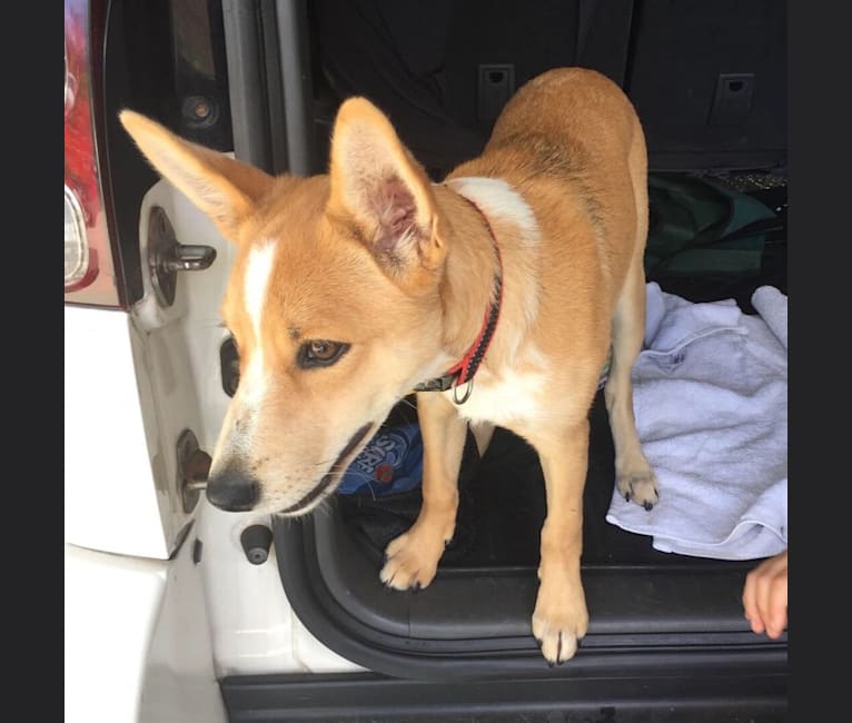 Chamonix, an Australian Cattle Dog and Australian Kelpie mix tested with EmbarkVet.com