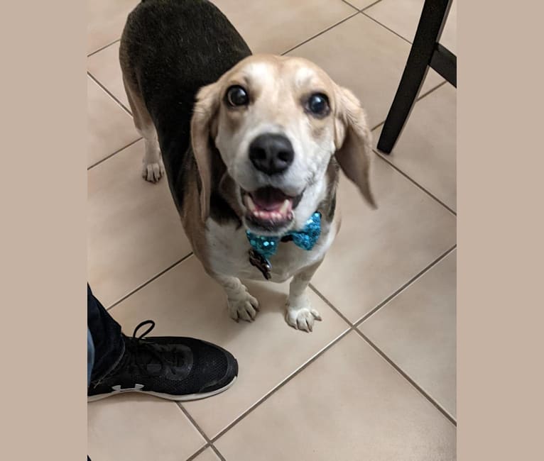 Photo of Frankie, a Beagle  in Clinton, Arkansas, USA