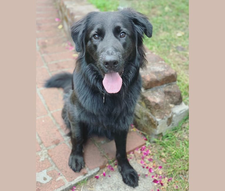 Dino, a German Shepherd Dog and Golden Retriever mix tested with EmbarkVet.com