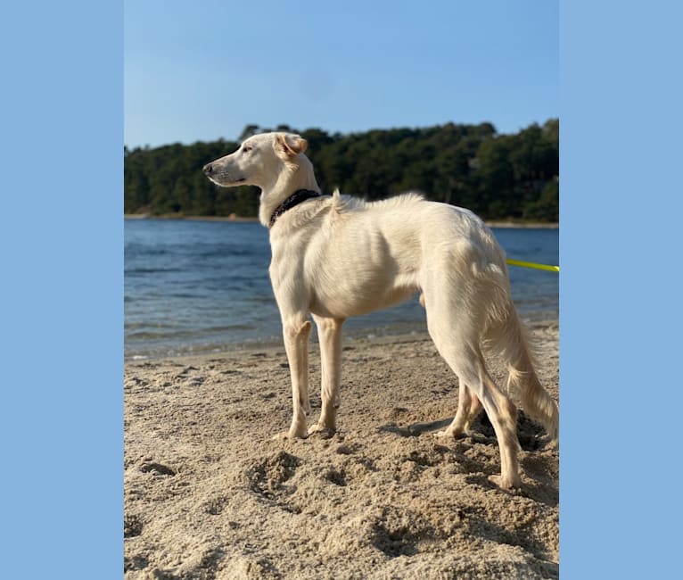 BASTI ARMANI, an Arabian Village Dog and Saluki mix tested with EmbarkVet.com