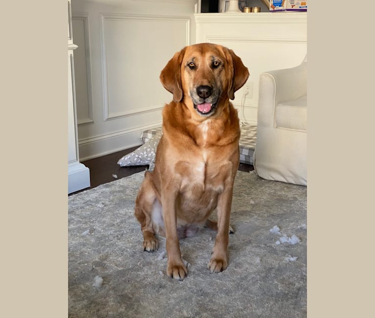 Cane corso bloodhound mix shop