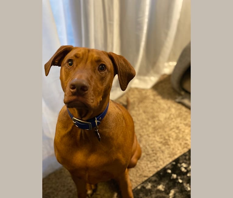 Boxer cross doberman sales