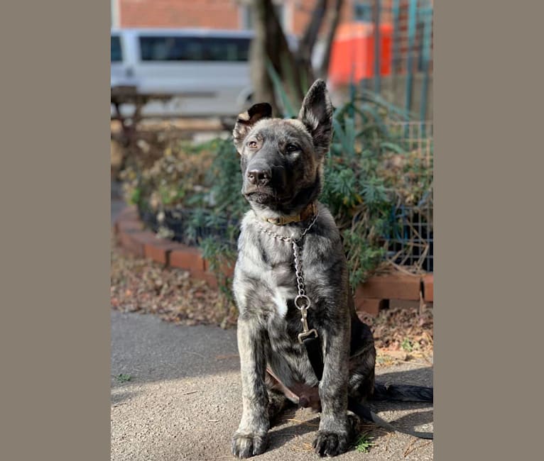 Embark Dog Dna Test Breed