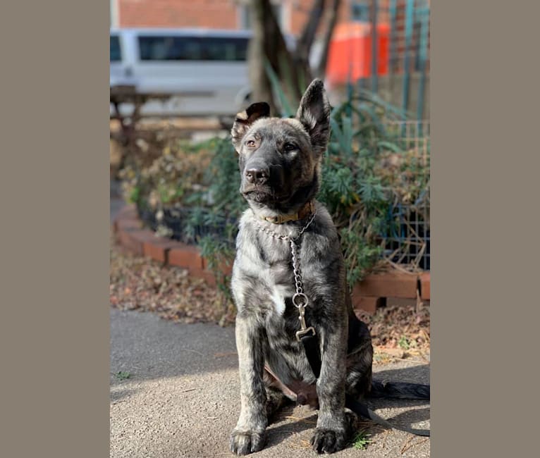 Bec (Becquerel), a German Shepherd Dog and Alaskan Malamute mix tested with EmbarkVet.com