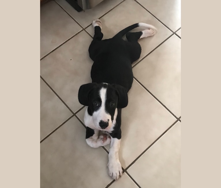 Pitbull basset hotsell hound mix puppies