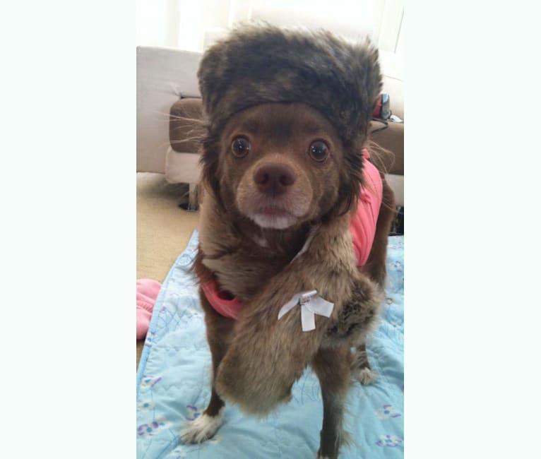 Beary, a Pomchi (13.7% unresolved) tested with EmbarkVet.com